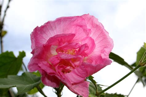 芙蓉是什麼花|【芙蓉是什麼花】從芙蓉之謎到揭開「芙蓉是什麼花」的正解！ –